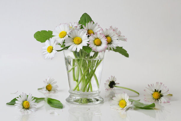 花瓶里的一束雏菊。雏菊花-多年生百合。图片下载
