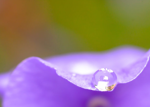 花倒映在雨滴里图片下载