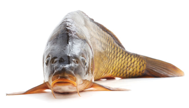 大鲤鱼。图片下载