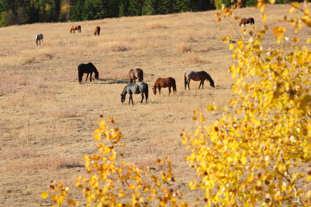 放牧的马，尼古拉谷，不列颠哥伦比亚省图片下载