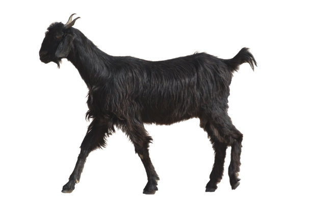 山羊在拉贾斯坦邦图片下载