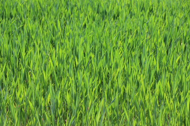 近距离观察绿色植物的田野图片下载