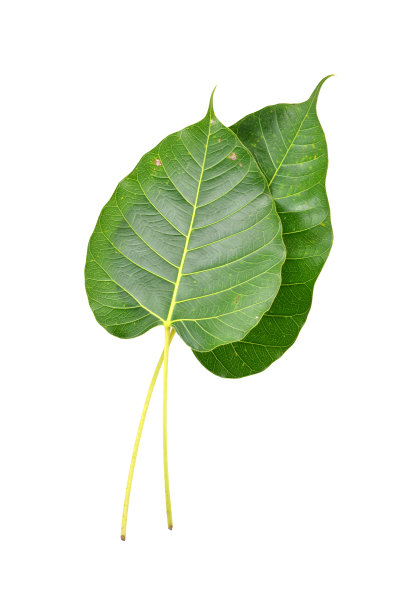 绿叶粉叶(bo leaf,bothi leaf)图片下载