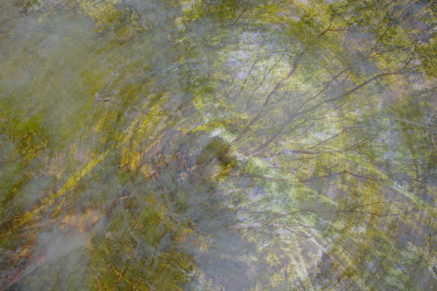 摘要森林图片下载