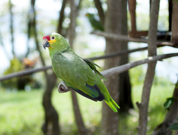 热带鸟图片下载