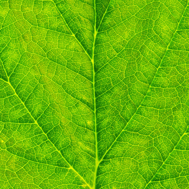 绿叶特写。图片下载