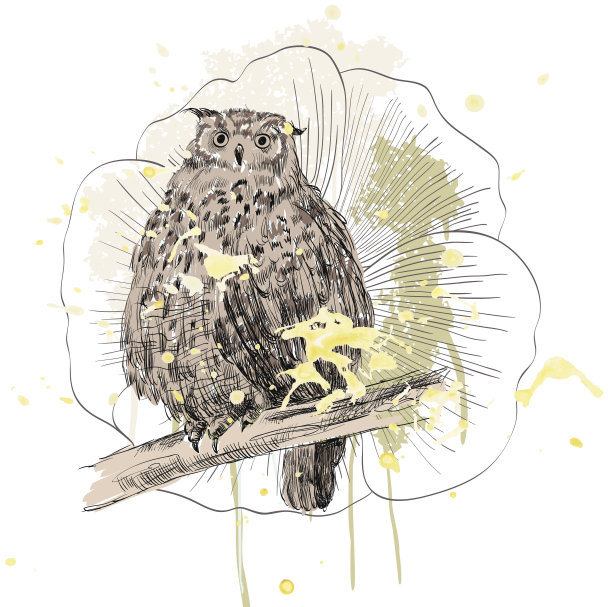 猫头鹰素描图片下载