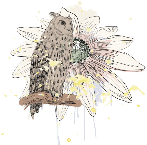 猫头鹰素描图片下载