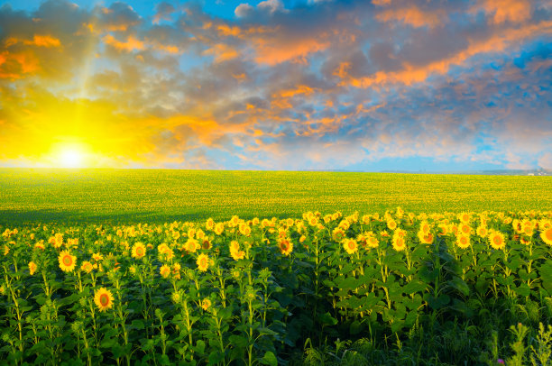 向日葵和日出的田野图片下载