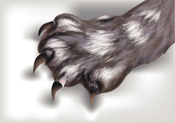 猫的爪子图片下载