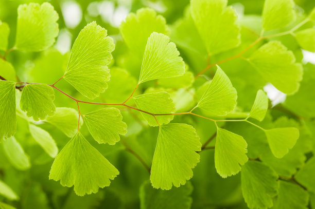 孔雀草素材图片