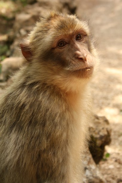 野猕猴图片下载