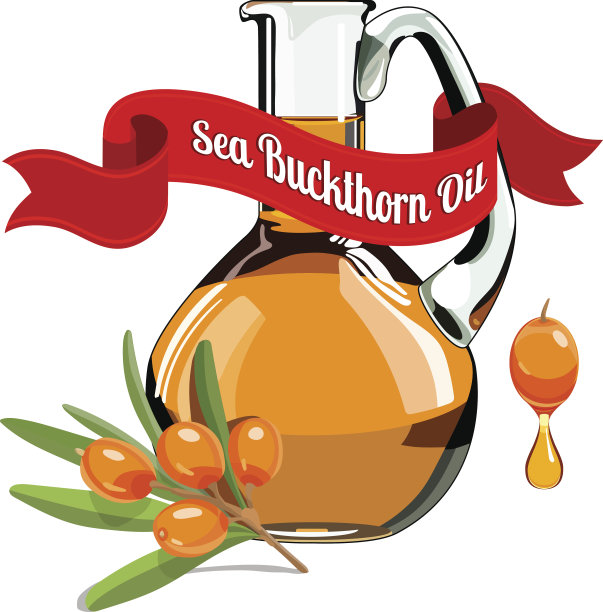 沙棘油彩色插图1图片下载
