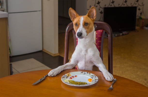 可爱的Basenji正在等待主人-侍者准备下一道菜图片下载