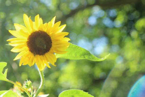 绿色的蜜蜂图片下载