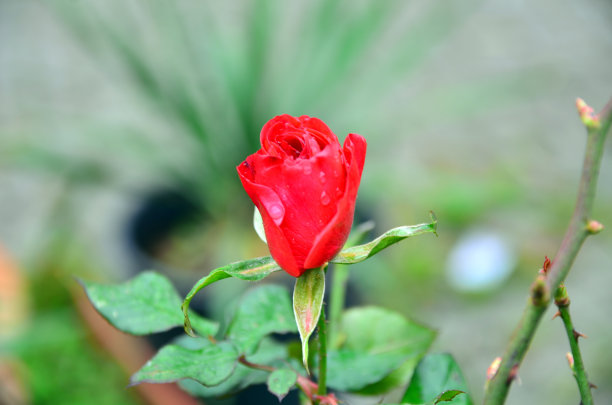 红玫瑰图片下载