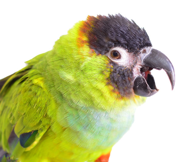 南戴康纳尔图片下载