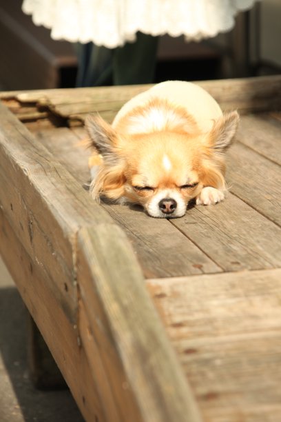 眠る犬图片下载