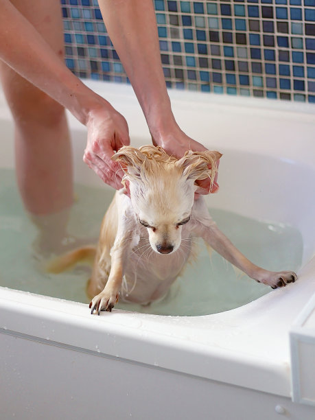 洗吉娃娃图片下载