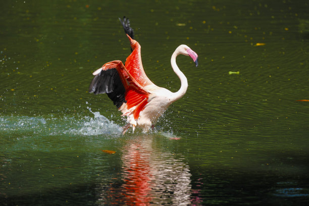 火烈鸟图片下载