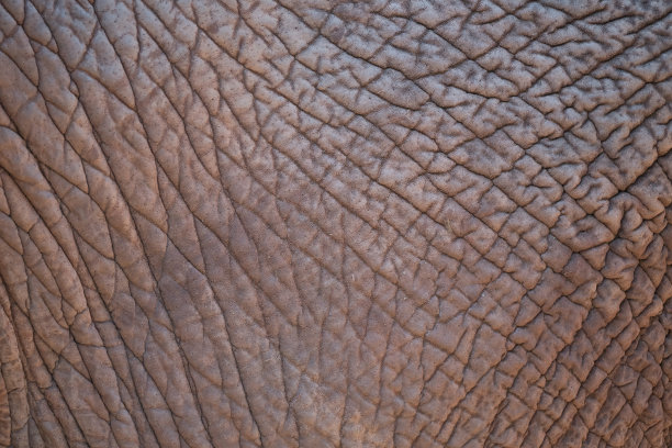 大象的皮肤特写镜头图片下载