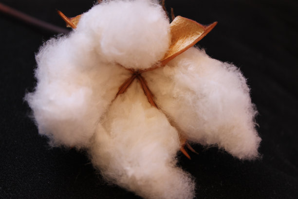 棉花花图片下载