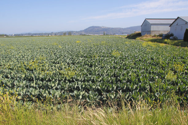 另类独特的作物图片下载