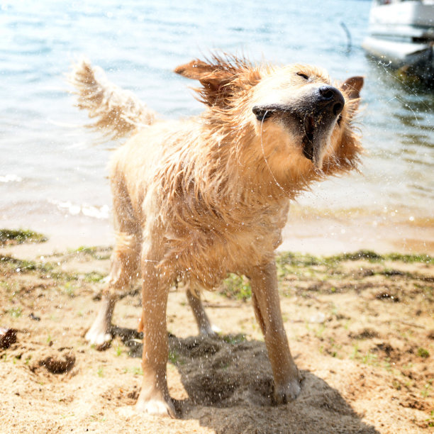 狗抖掉水。图片下载