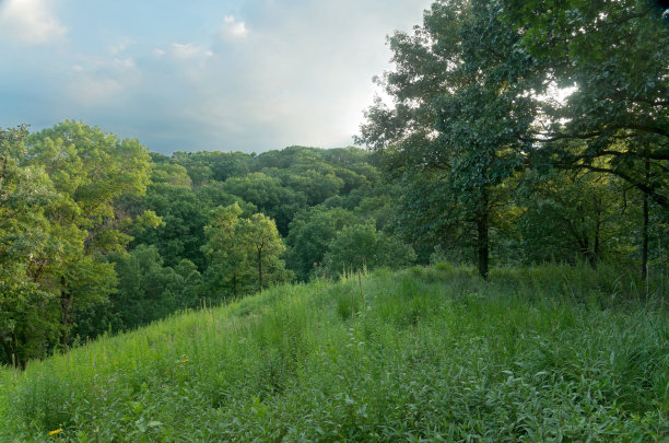 松树湾悬崖的橡树林图片下载