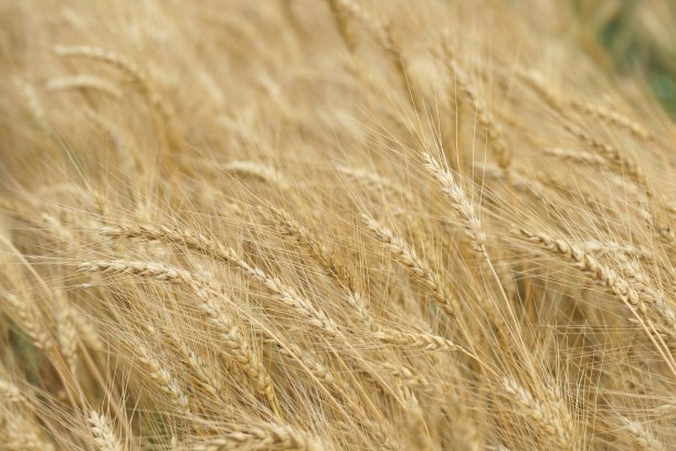 七月的麦田图片下载