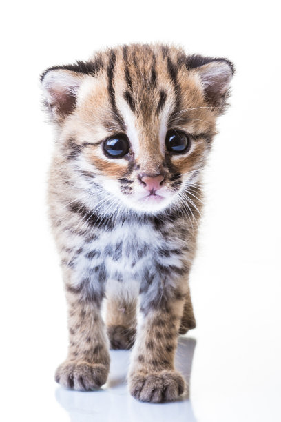 孟加拉猫1图片下载