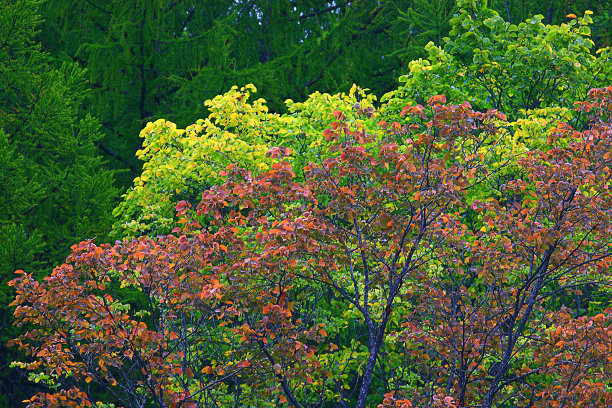 秋天森林景观，印地安夏天图片下载