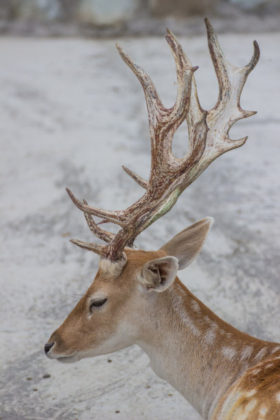 动物园里的鹿素材图片