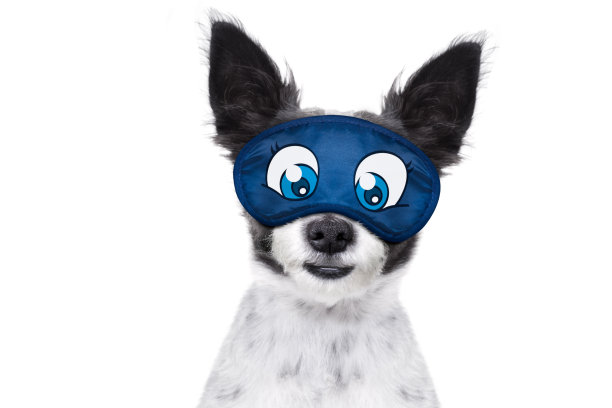 睡觉的狗图片下载