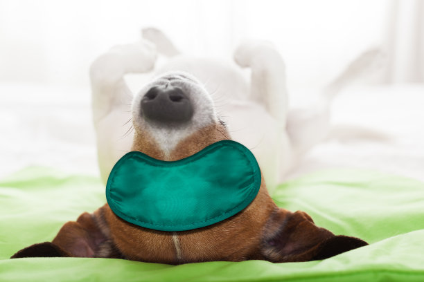 狗狗睡觉面罩，休息和放松图片下载