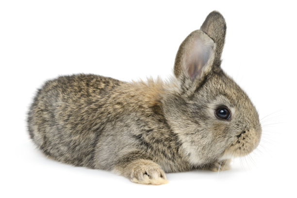 可爱的兔子图片素材ID：124311034