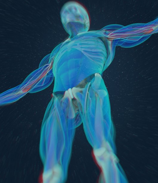 肱骨，人体解剖学，骨骼系统。3 d演示。图片下载