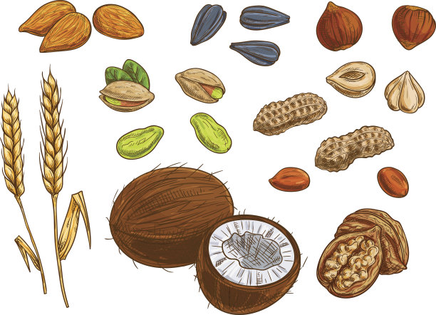 坚果，谷物和内核矢量草图图标素材图片