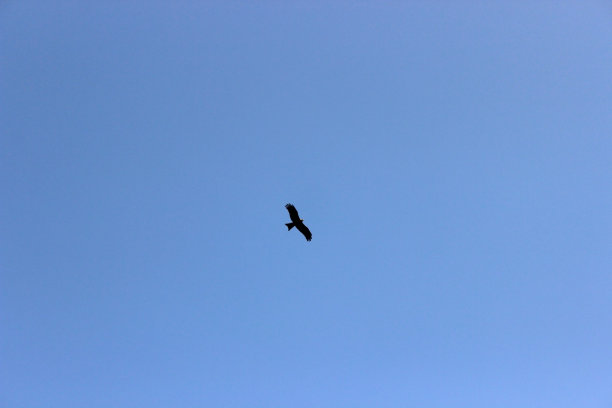 鹰在蓝天上飞翔图片下载