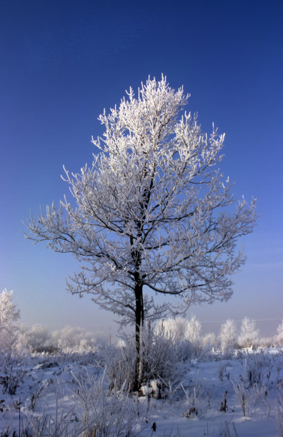 树在冬天图片下载