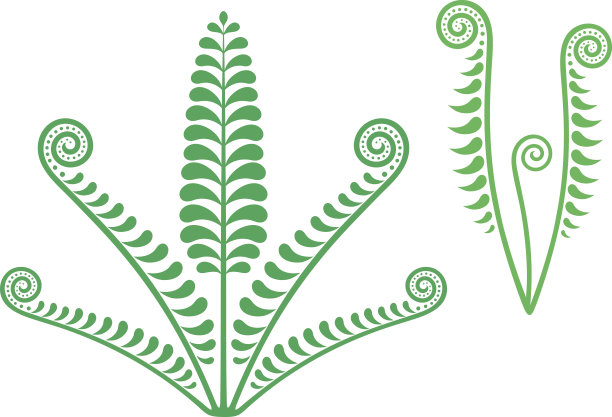 蕨类植物图片下载