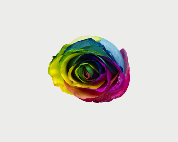 白色背景上一朵多色玫瑰图片下载