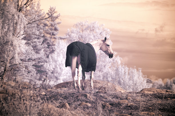 白马在宁静的风景图片下载