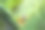 棕榈树上的猴子图片下载