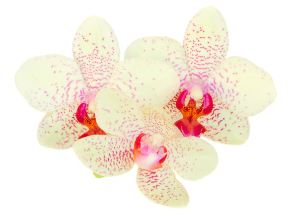 三种兰花的花图片下载