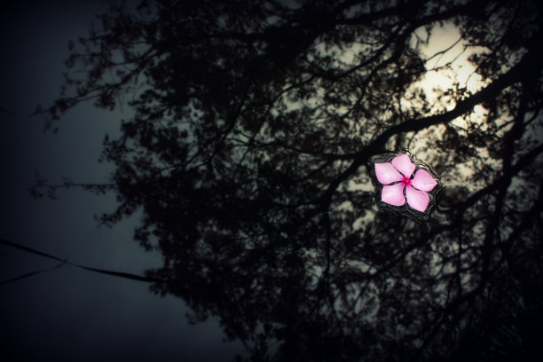 漂浮的花图片下载