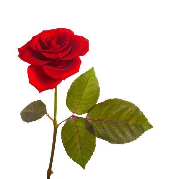 红玫瑰长在有叶的茎上图片下载