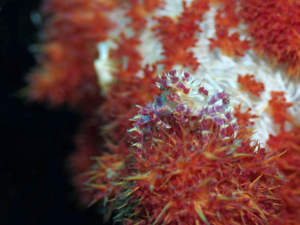 粉红糖果蟹图片下载