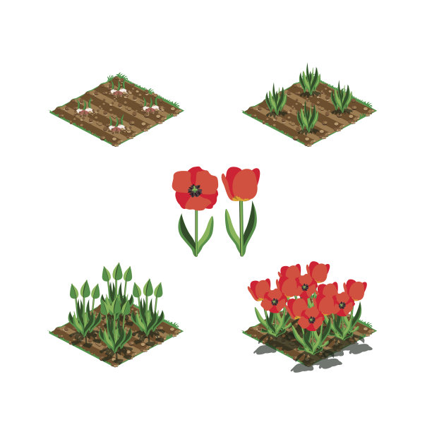 向量郁金香插图图片下载