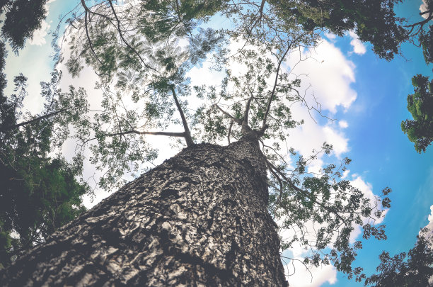 棵大树图片下载